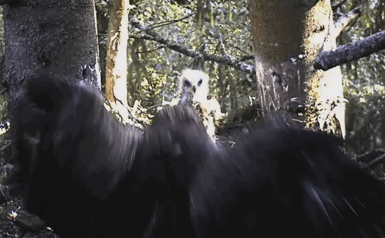 2009-06-29_064955.gif