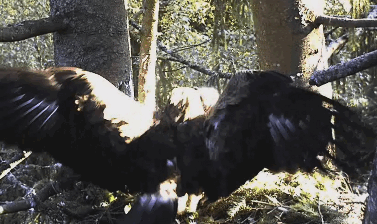 2009-06-29_065024.gif
