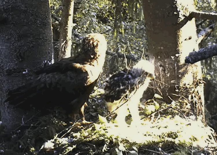 2009-06-29_065417.gif