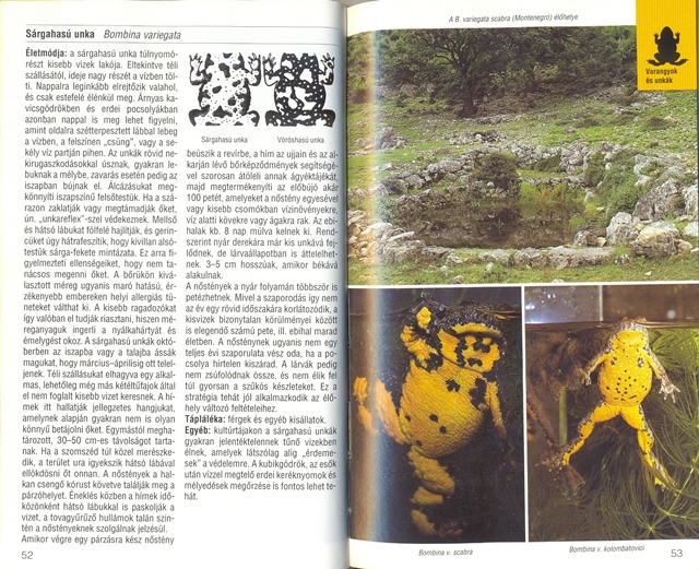 Sárgahasú unka2k.jpg