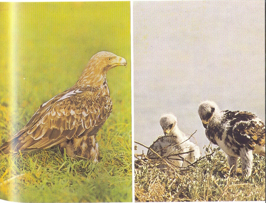 Parlagi sas kép.jpg