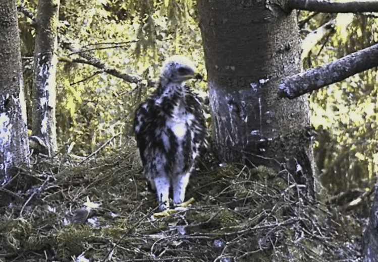 2009-07-01_064334.gif