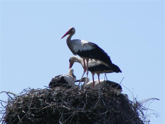 DSCF6406 (Small).JPG