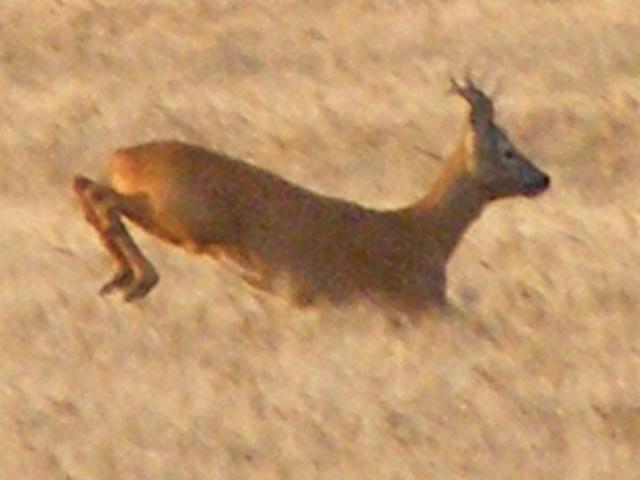 DSCF6373 (Small).JPG
