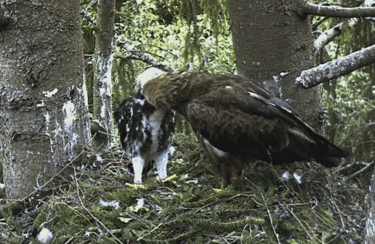 2009-07-01_210754.gif