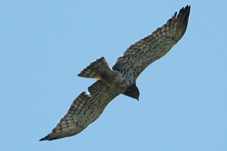 2009.06.29 237.jpg