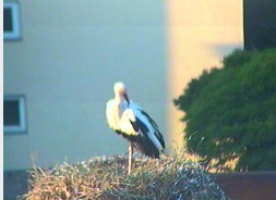 2009-07-03_063043.jpg