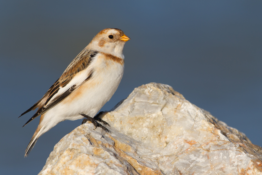 snow bunting_001.jpg