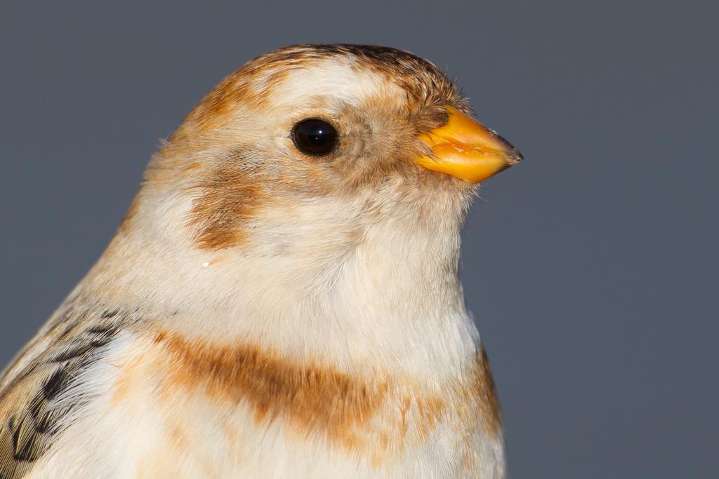 snow bunting_002s.jpg