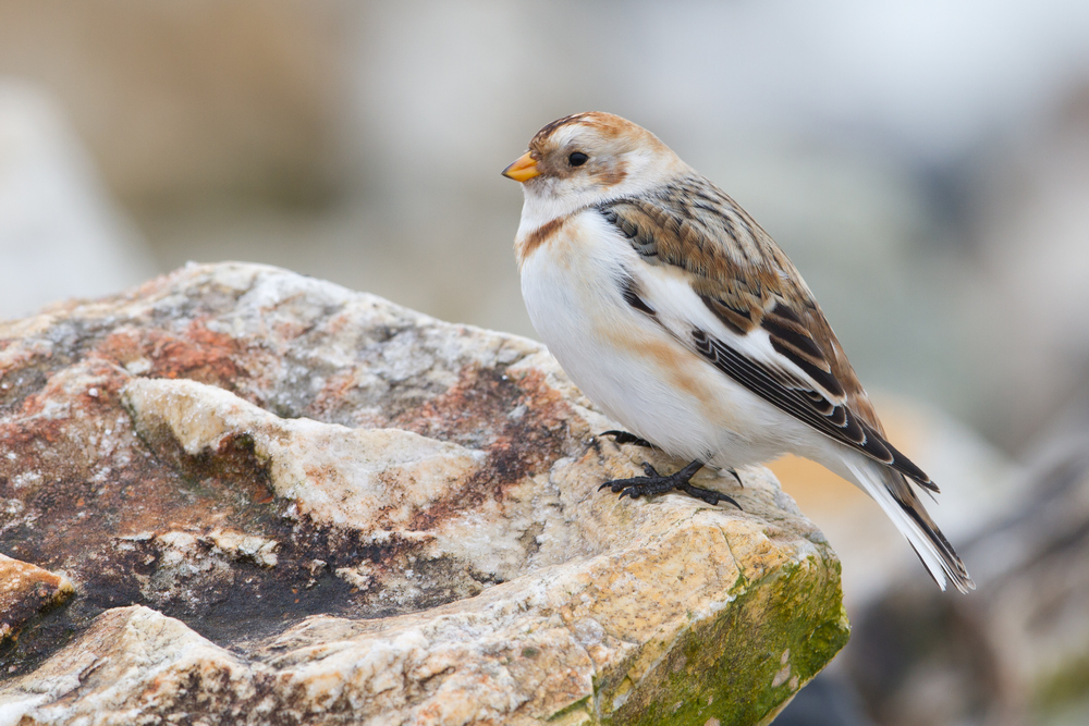 Arctic Snow Bunting_01.jpg