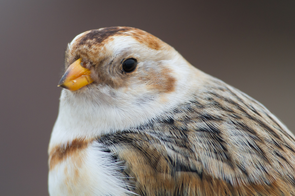 Arctic Snow Bunting_02.jpg