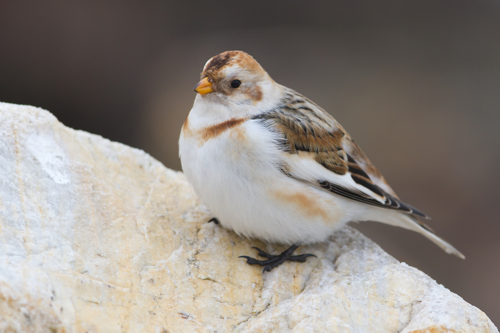 Arctic Snow Bunting_03.jpg