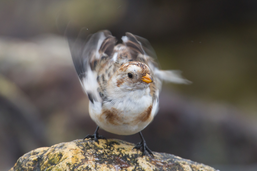 Arctic Snow Bunting_04.jpg