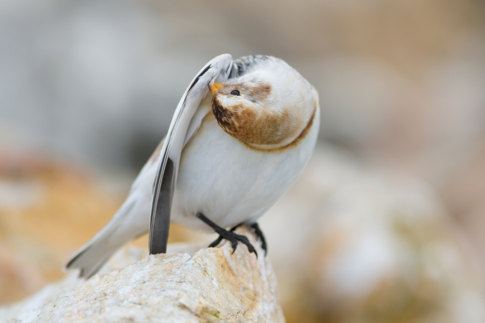 Arctic Snow Bunting_05.jpg