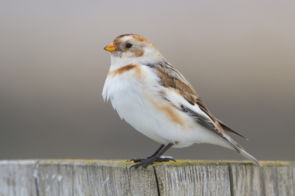 Arctic Snow Bunting_06.jpg