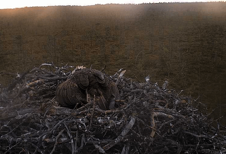 2009-07-04_205620.gif