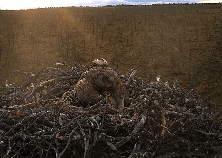 2009-07-04_210723.gif
