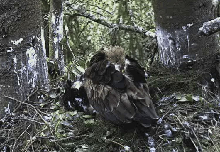 2009-07-04_213244.gif