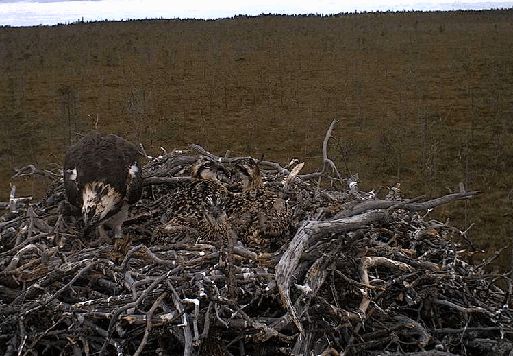 2009-07-05_094338.gif