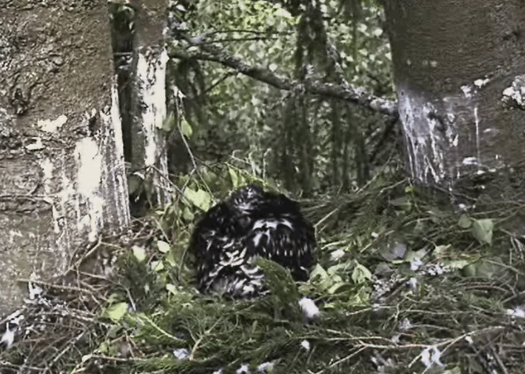 2009-07-05_190703.gif