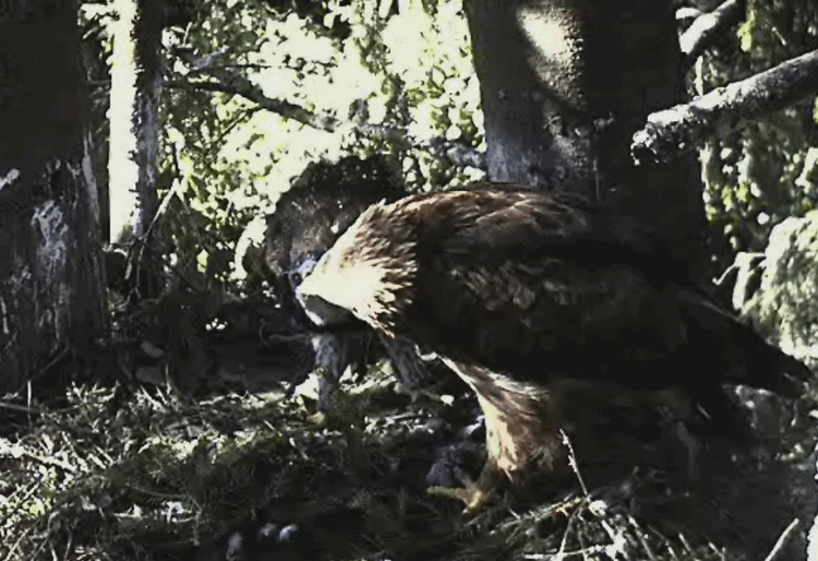 2009-07-05_193500.gif