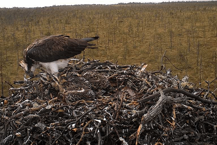 2009-07-06_061846.gif