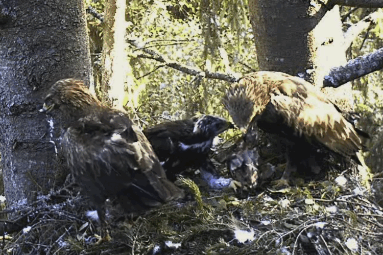 2009-07-06_062701.gif