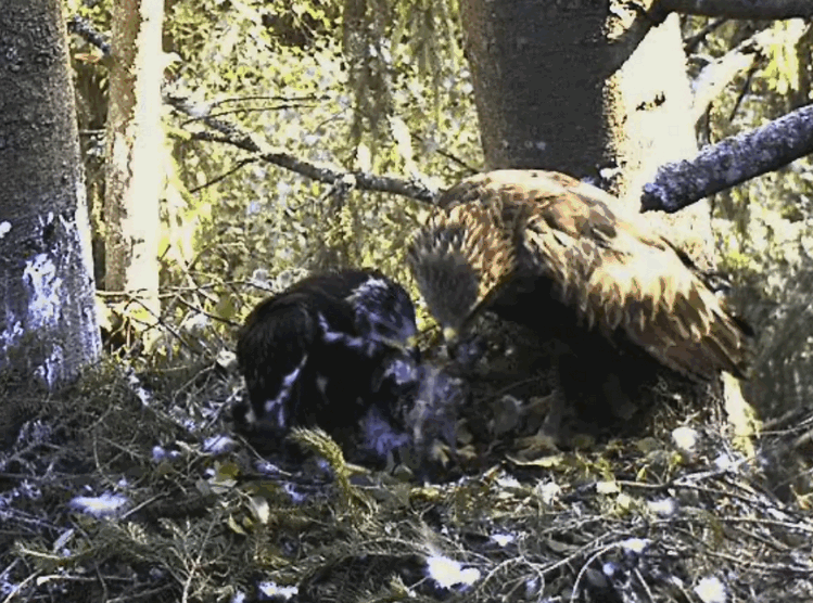 2009-07-06_063035.gif