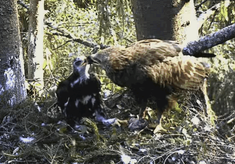 2009-07-06_063222.gif