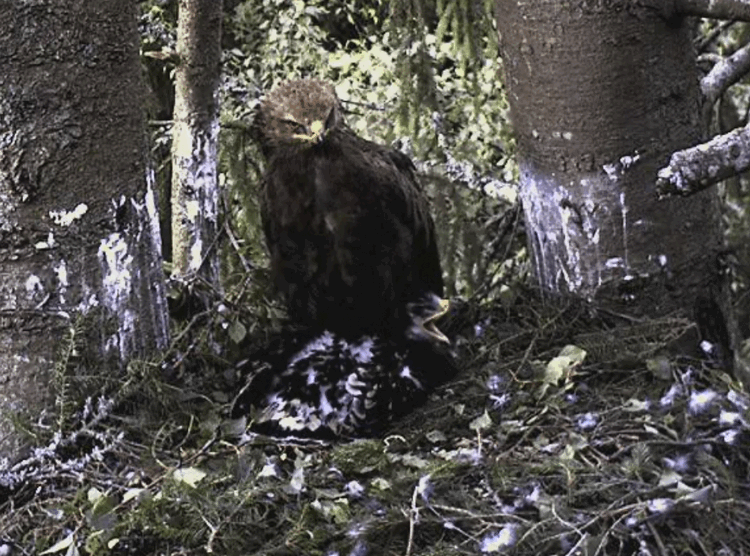 2009-07-06_203024.gif