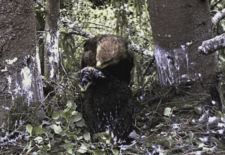 2009-07-06_203721.gif