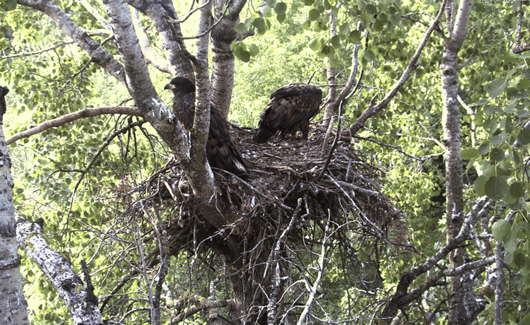 2009-07-07_065520.gif