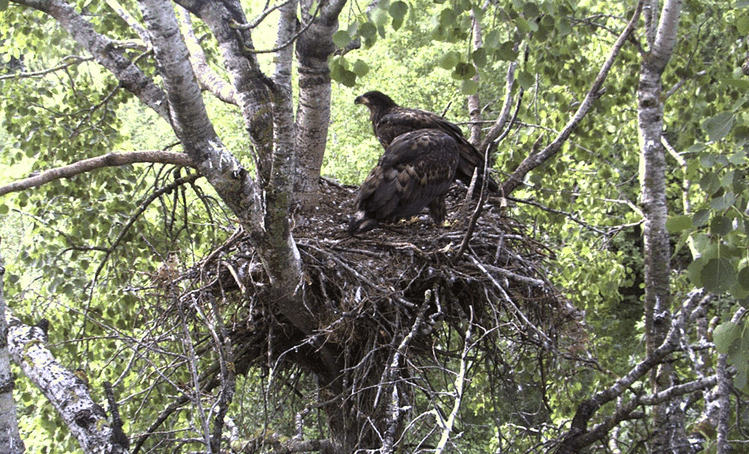 2009-07-07_065800.gif