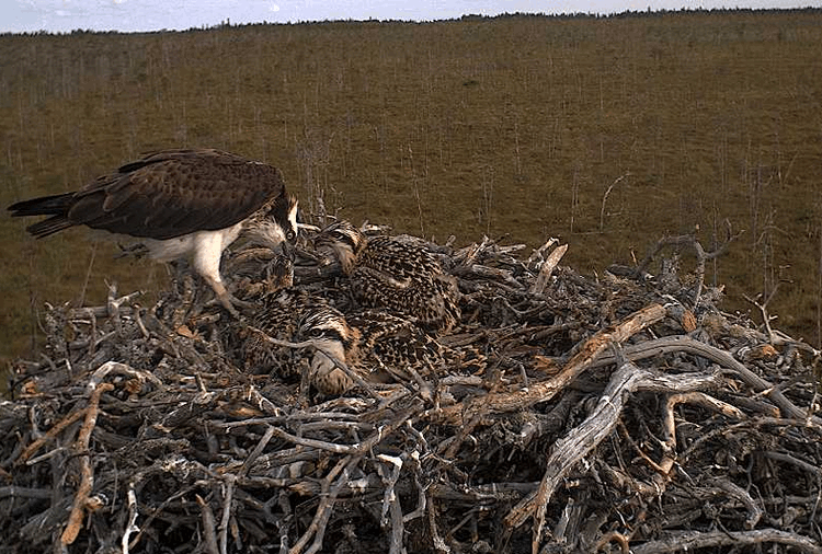 2009-07-07_070957.gif