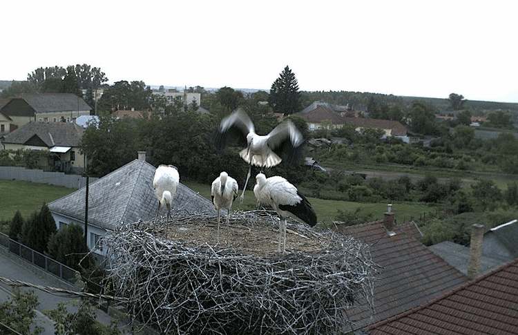 2009-07-06_202215.gif