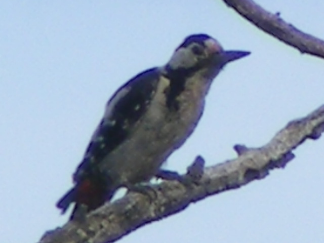 DSCF6490.JPG