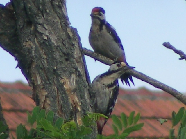 DSCF6492.JPG