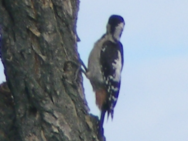 DSCF6493.JPG