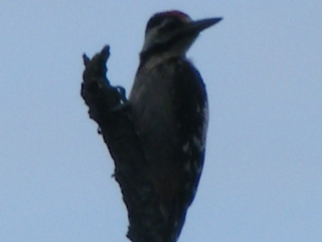 DSCF6494.JPG