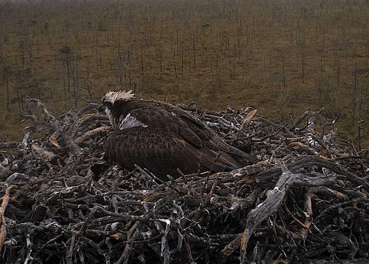 2009-07-07_184930.gif