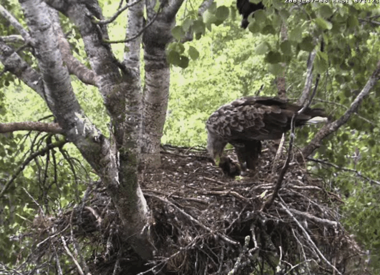 2009-07-08_061153.gif