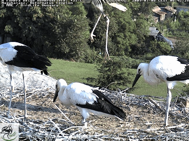 2009-07-08_064252.gif