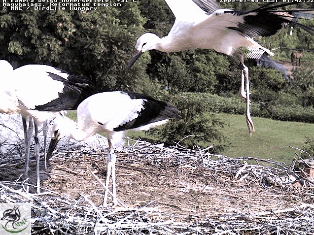 2009-07-08_074316.gif