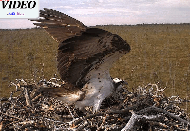 Egolya23581.gif