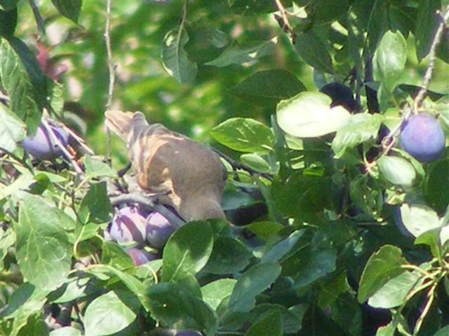 DSCF6495 (Small).JPG