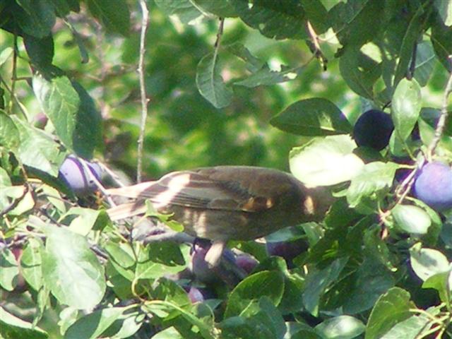 DSCF6496 (Small).JPG