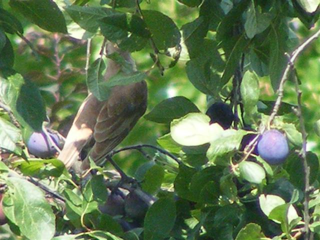 DSCF6497 (Small).JPG