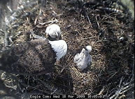Egolya12251.gif