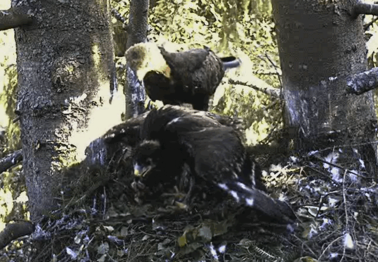 2009-07-11_102250.gif