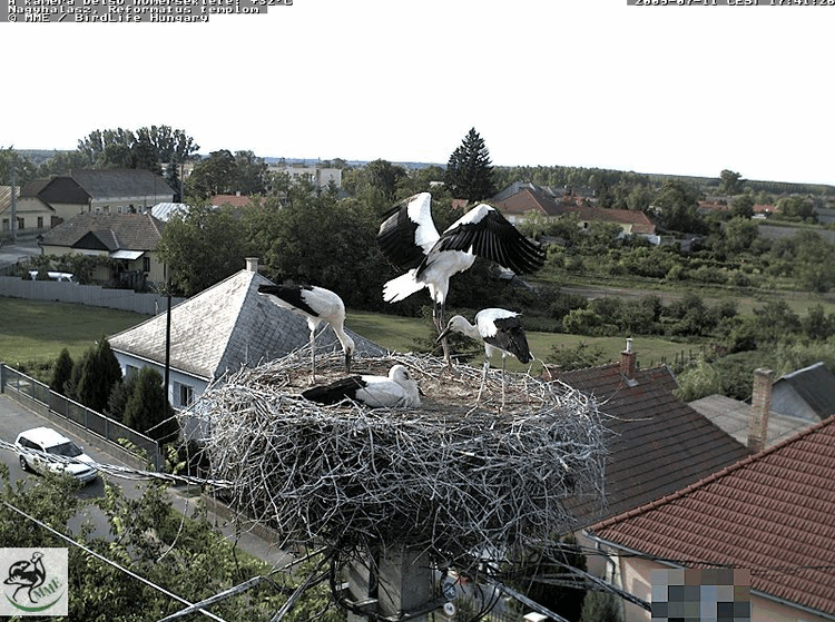 2009-07-11_174217.gif